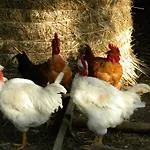 Gospodarstwo agroturystyczne Giunasco Bagnone