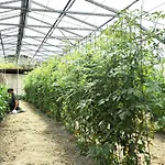 Gospodarstwo agroturystyczne Giunasco Bagnone