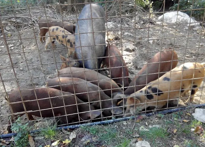 Giunasco Gospodarstwo agroturystyczne *